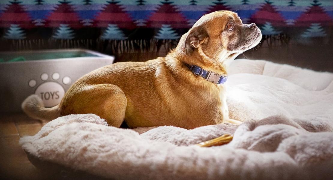2 факта о сериале It's Bruno!